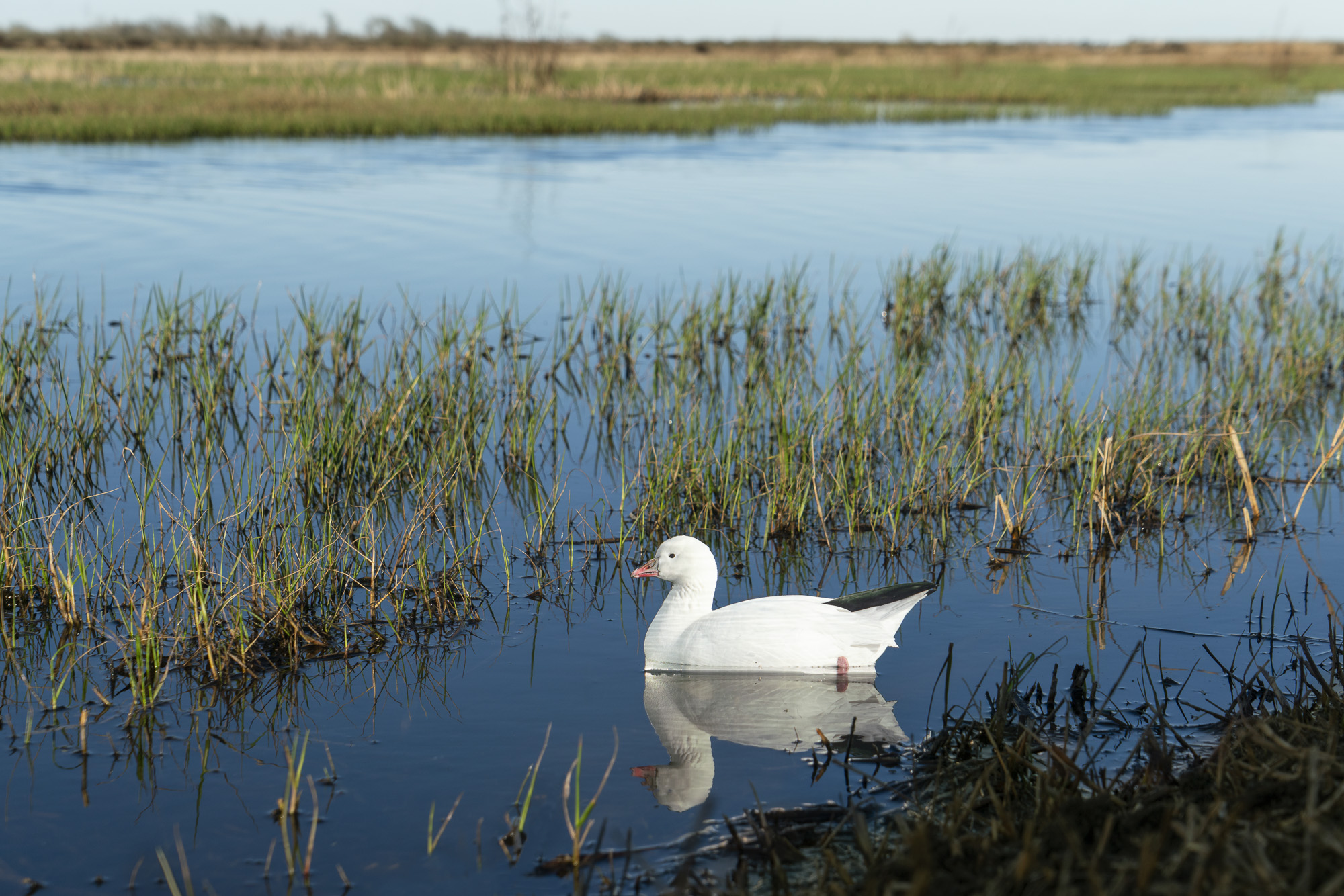 A photograph of a paper cutout of a photo of a Ross's Goose swimming in a marsh.