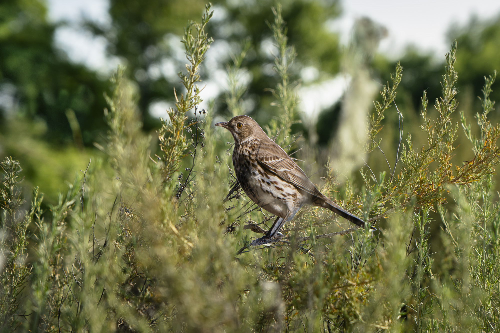 A photograph of a paper cutout of a photo of a Sage Thrasher in a field of sagebrush