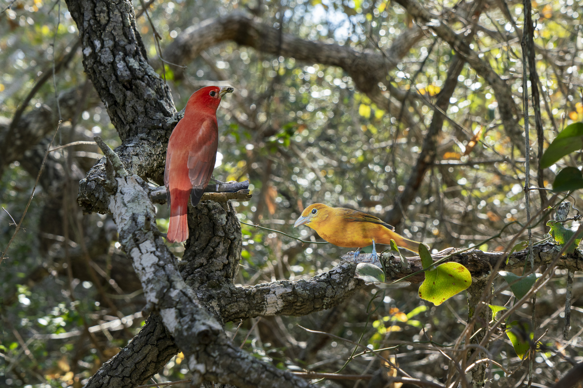 A photograph of a paper cutout of a photo of a Male and Female Summer Tanager