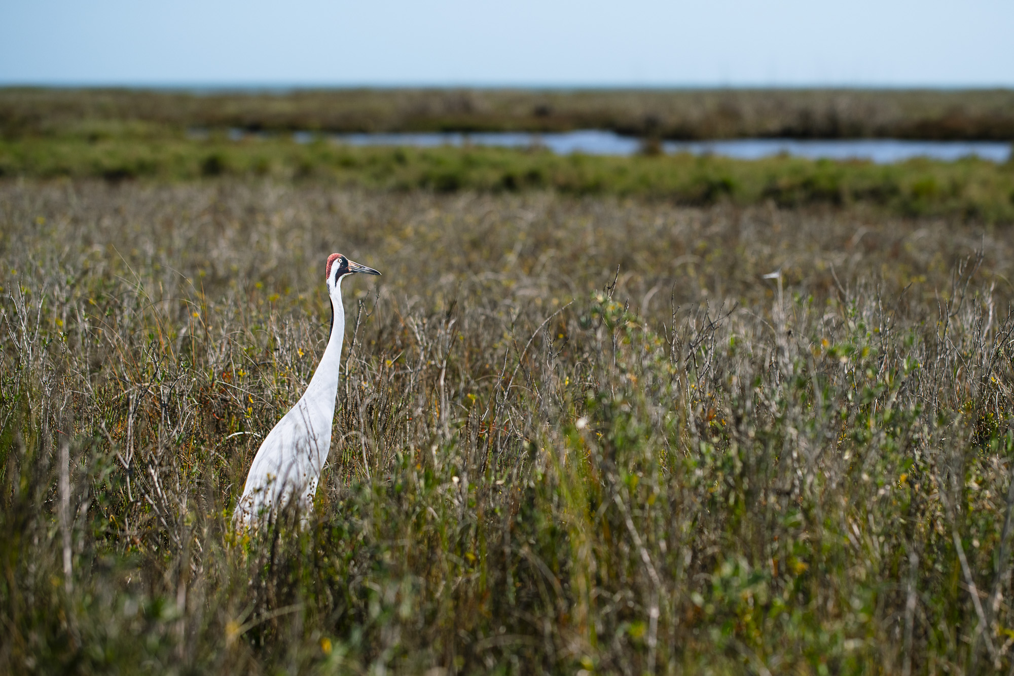 A photograph of a paper cutout of a photo of a Whooping Crane standing in a saltmarsh.