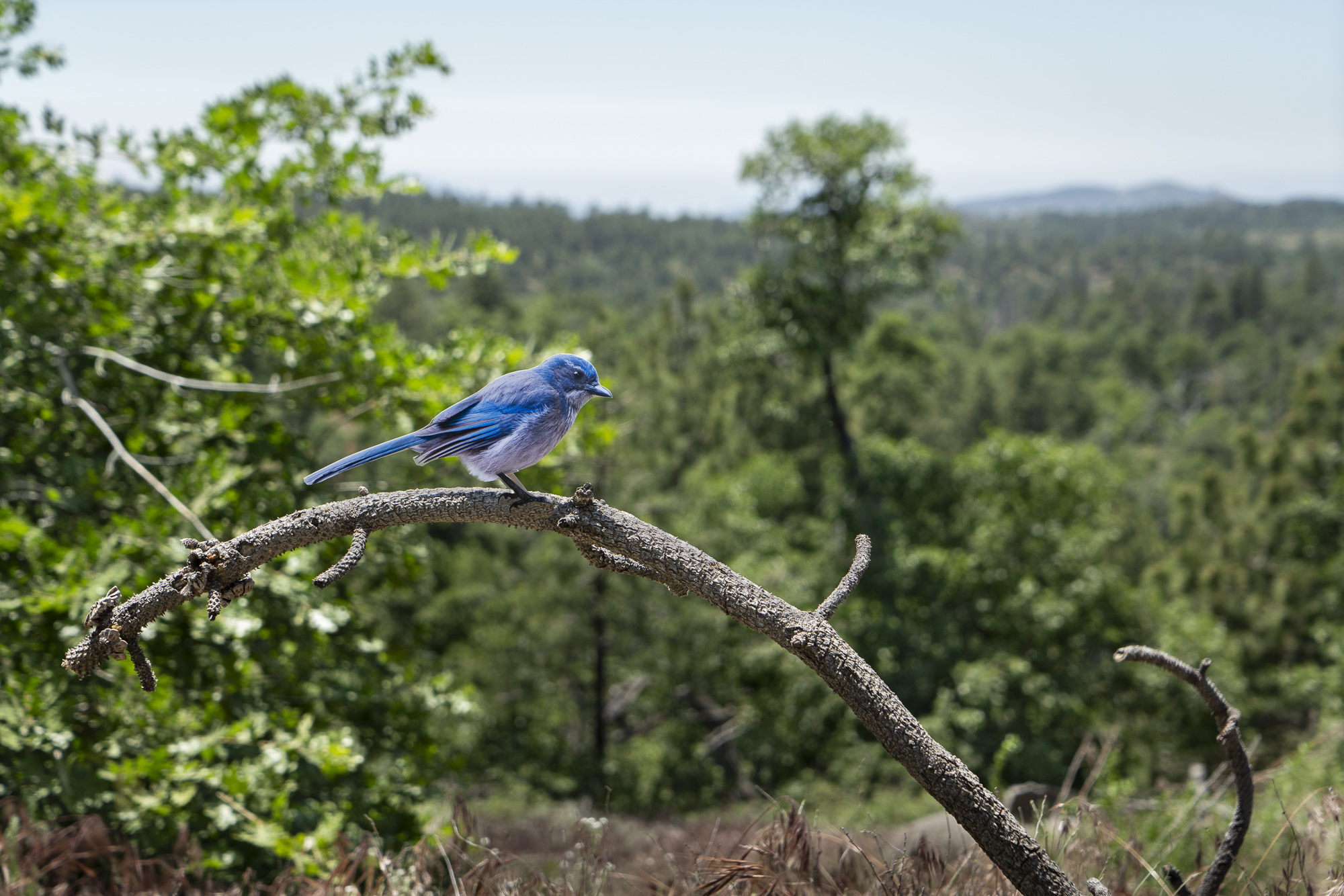 A photograph of a paper cutout of a photo of a Woodhouse’s Scrub-Jay in an open forest