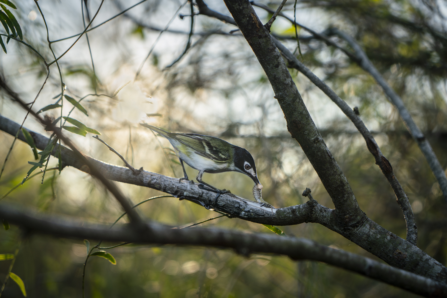 A photograph of a paper cutout of a photo of a Black-capped Vireo perched on a bare tree branch with the morning light behind it.