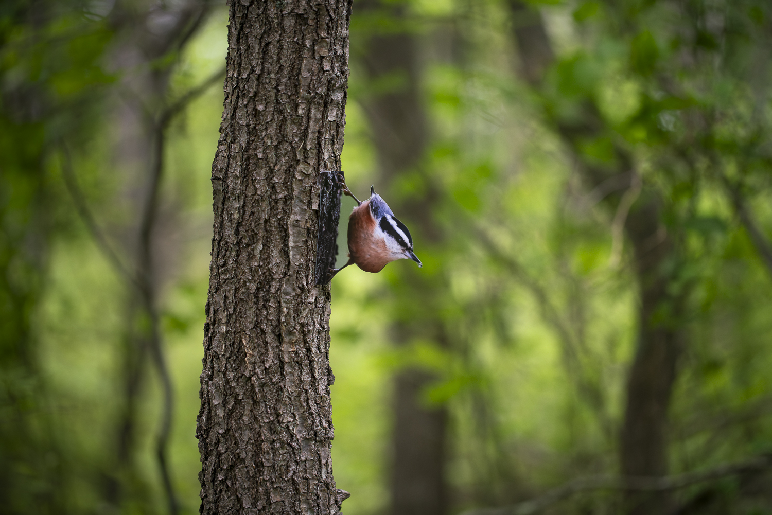 A photograph of a paper cutout of a photo of a Red-breasted Nuthatch on the side of a large tree trunk with out-of-focus trees in the background.