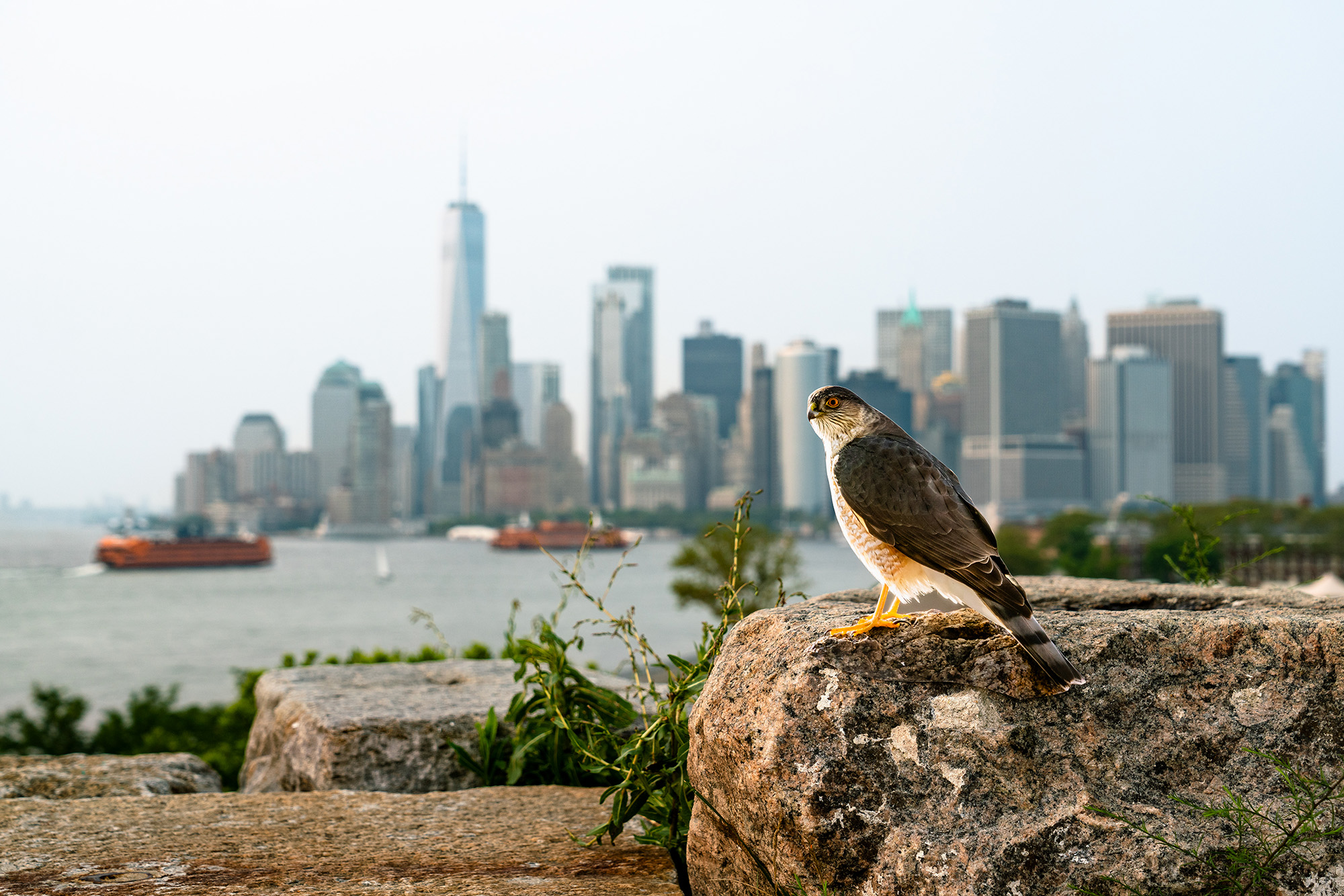 A photograph of a paper cutout of a photo of a Sharp-shinned Hawk perched on a large rock with a cityscape in the background and two boats on the water in the harbor between the city and the island where the hawk is.