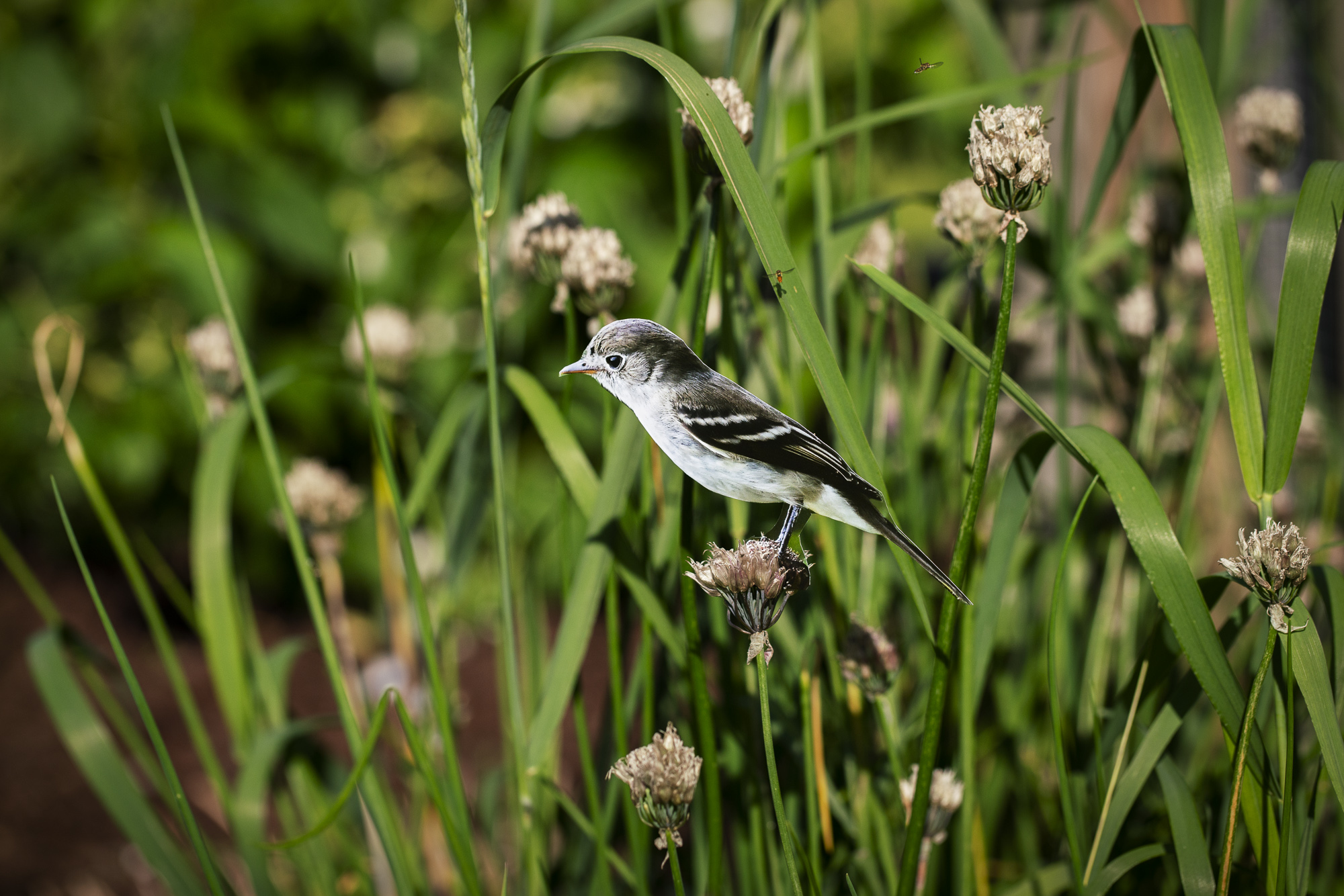 A photo of a cutout of a printed photograph of a Least Flycatcher bird placed on a Wild Garlic plant surrounded by more Wild Garlic, tall grasses, and two flying ladybugs