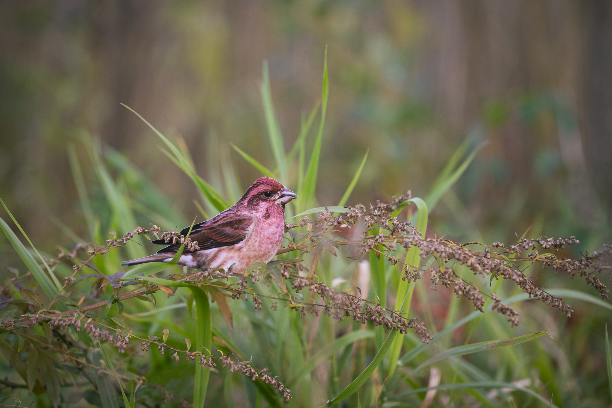 A photograph of a paper cutout of a photo of a Purple Finch bird placed on a dry brown plant surrounded by tall green grasses with out-of-focus colorful autumn foliage in the background.