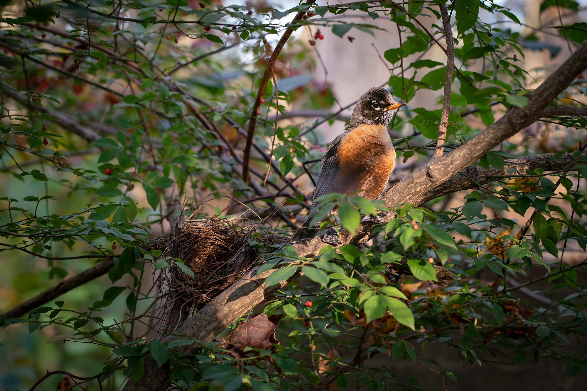 A photograph of a paper cutout of a photo of an American Robin in a leafy green tree with an empty nest behind it