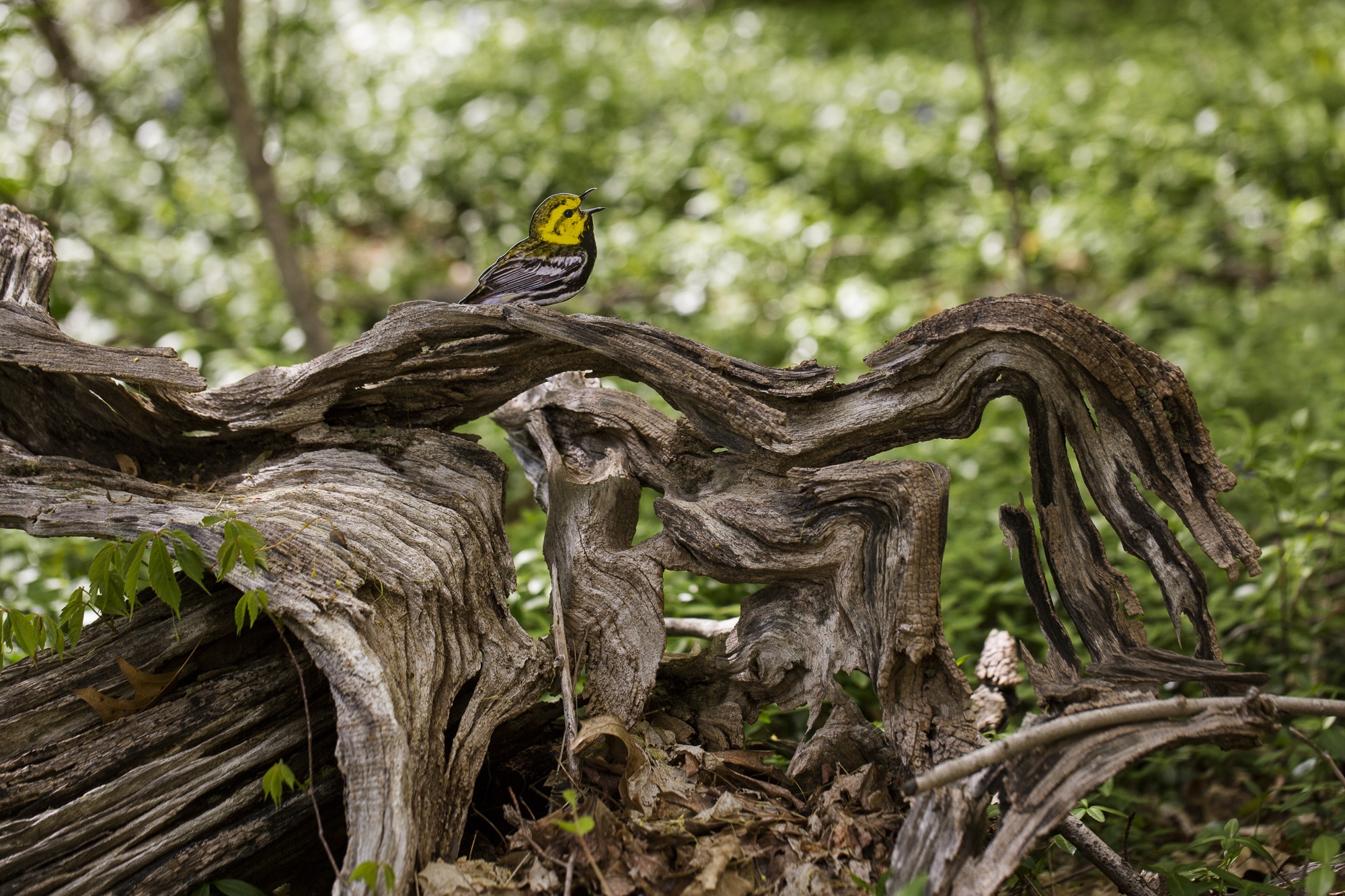 A photograph of a paper cutout of a photo of a singing Black-throated Green Warbler placed on a decaying piece of tree on the ground with out-of-focus green plants behind it.